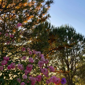 Natuur in Uruguay - dieren
