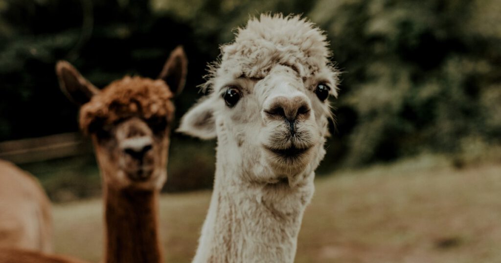 Welke soorten lama's zijn er in Zuid-Amerika - header