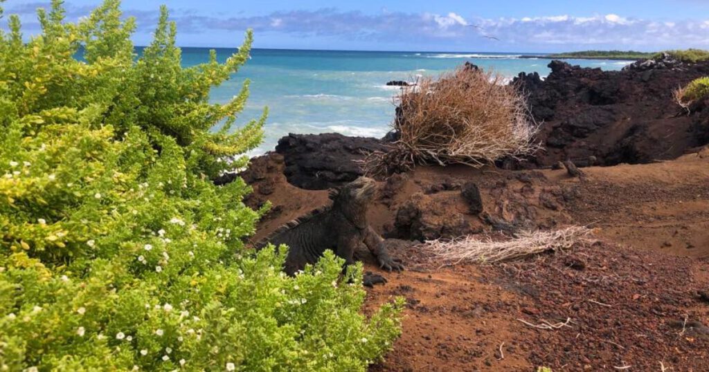 Reizen naar de Galapagoseilanden: low-budget reistips - header