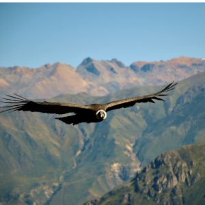 Natuur in Peru - nationale parken