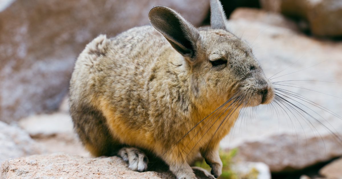 Welke Dieren Leven In Patagoni Deze 13 Dieren Kom Je Tegen