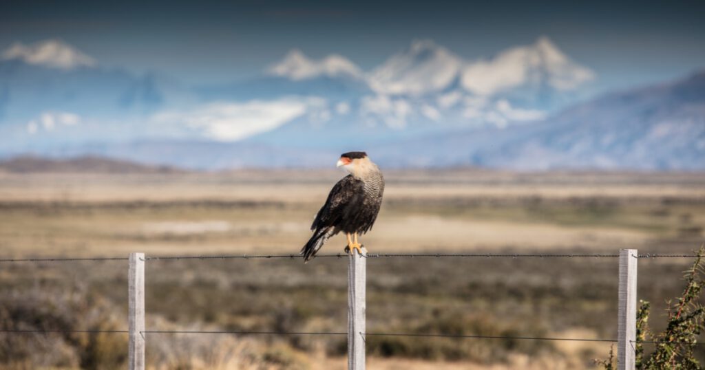 Welke dieren leven in Patagonie - header